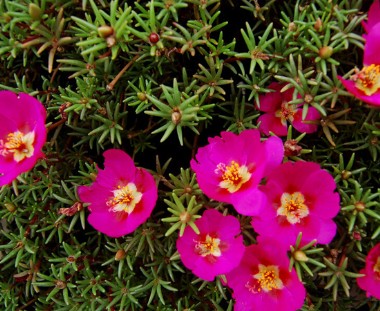 太陽花