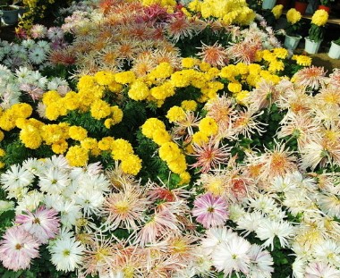 菊花