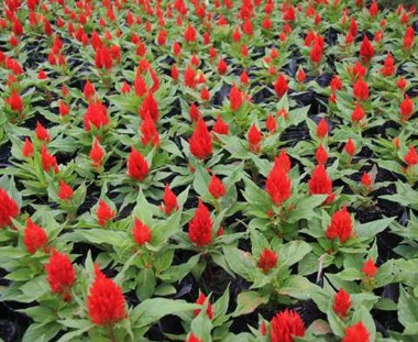 雞冠花
