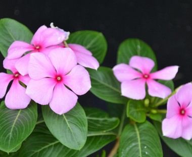 長春花