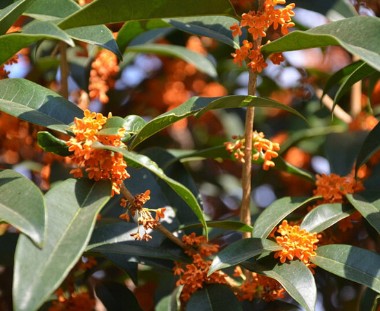 桂花樹