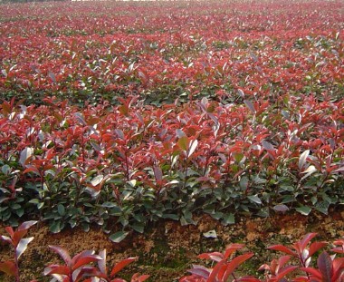 紅葉石楠