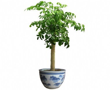 幸福樹