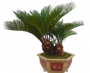 鐵樹