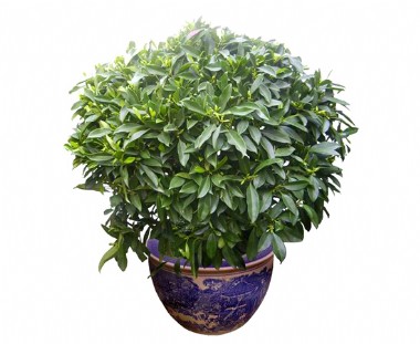 非洲茉莉
