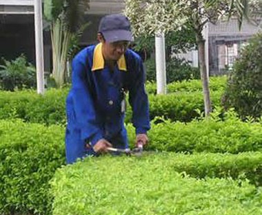 綠化養(yǎng)護