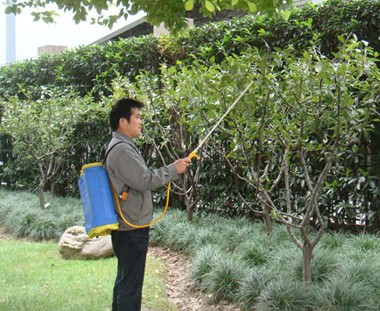 綠化養(yǎng)護