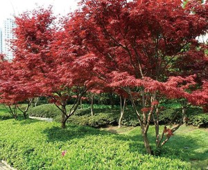 紅楓